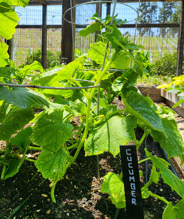 Growing Mini-Me Cucumbers: Sweet Delights That Keep on Giving!