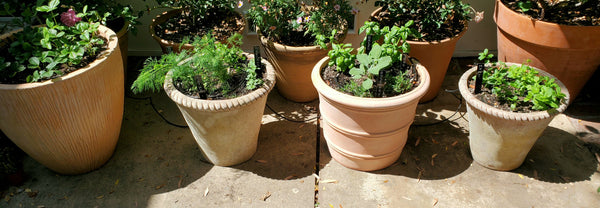No Backyard, No Problem: A Guide to Growing Your Urban Garden Oasis in Smaller Spaces