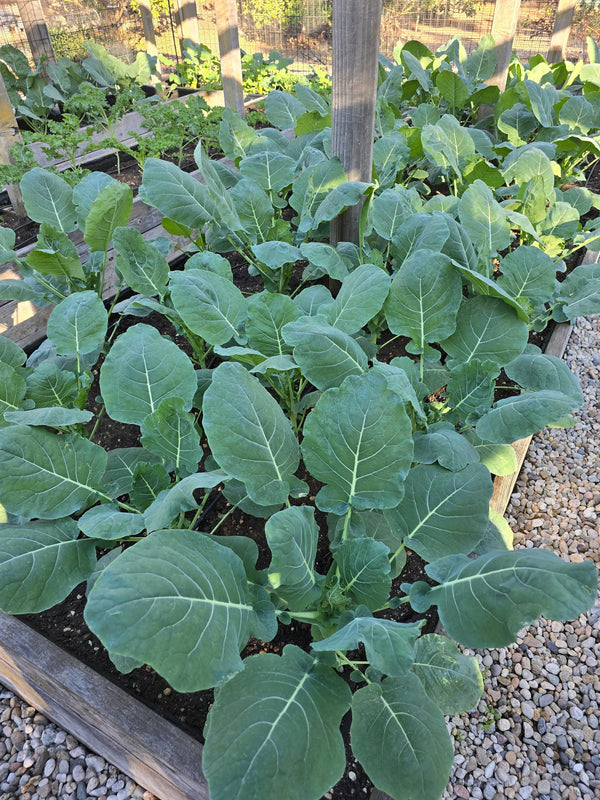 From Coast to Valley: Fall Planting in California