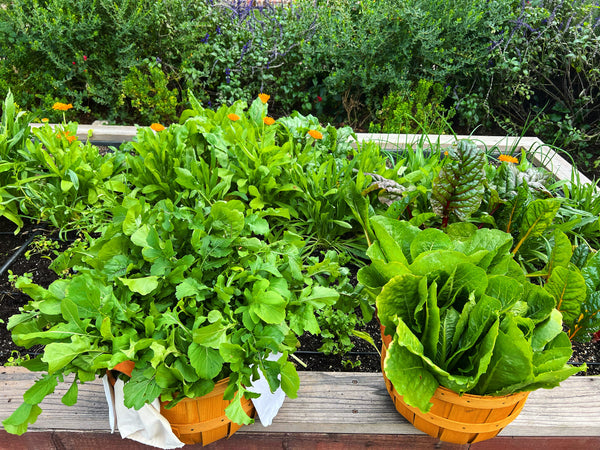 Why You Should Plant A Vegetable Garden In The Winter
