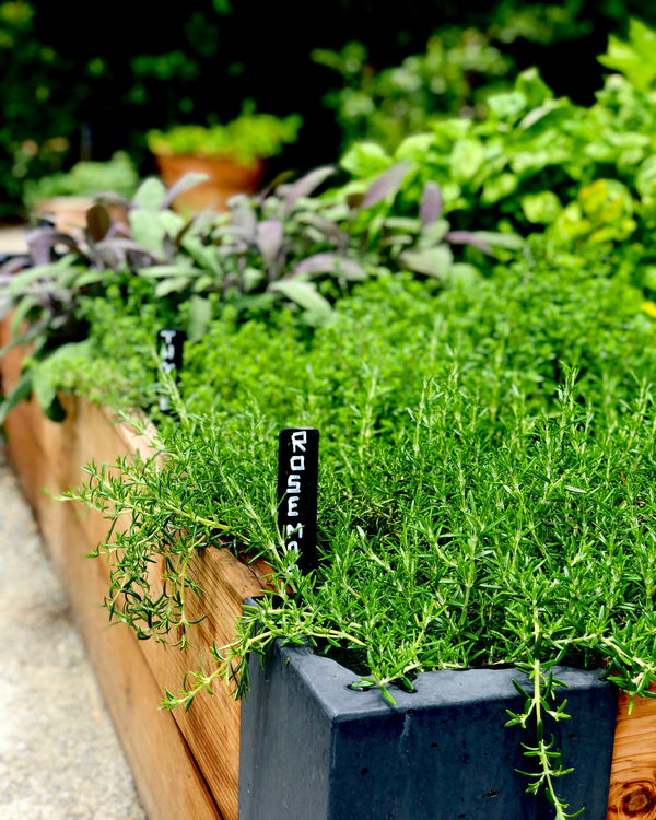 Harvesting Herbs From Your Vegetable Garden