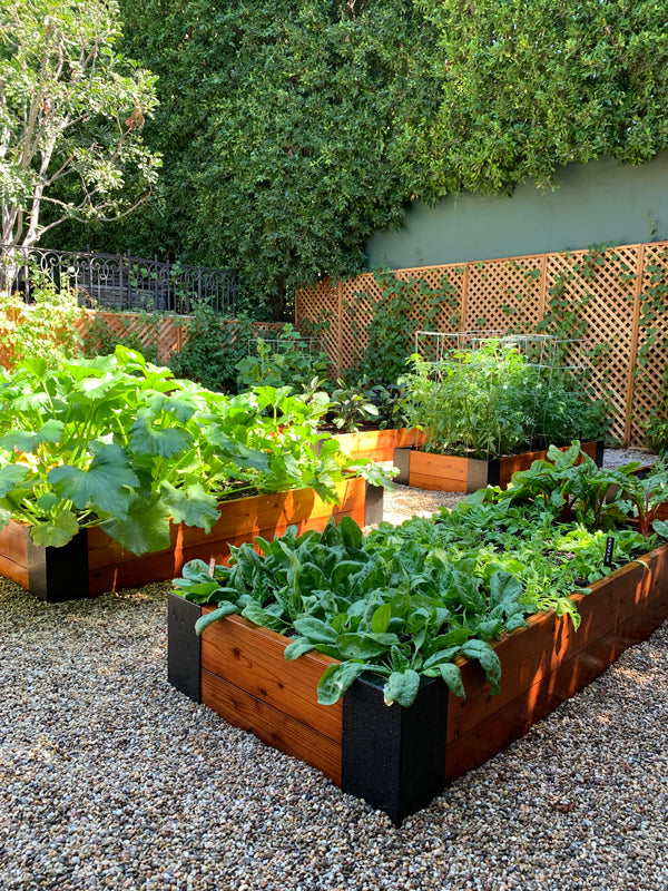 Why Should I Grow Vegetables In Raised Beds?