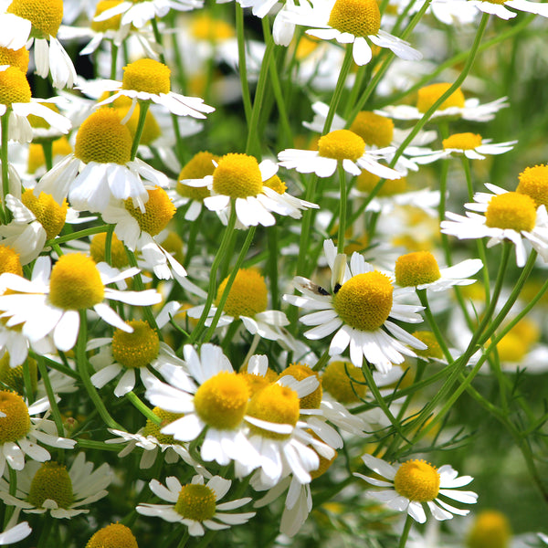 Chamomile