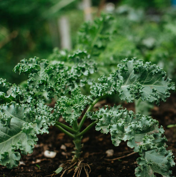 Curly Kale