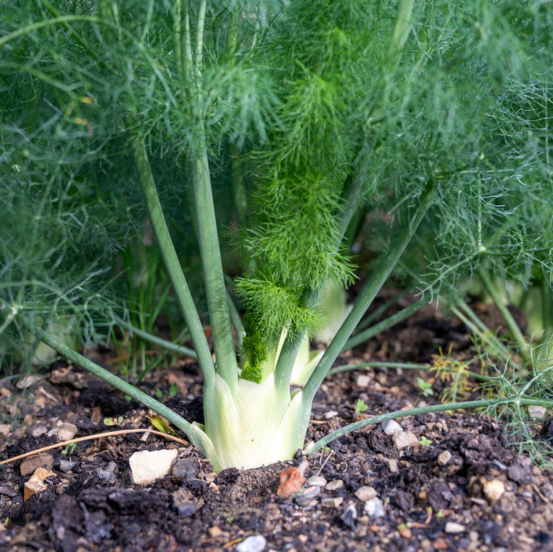 Dragon Fennel