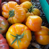 Beauty King Tomato