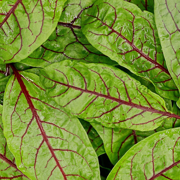 Red Sorrel