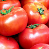 Abigail Tomato