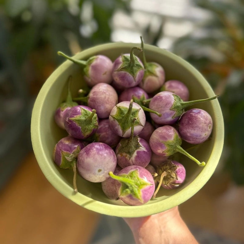 Thai Lavender Frog Egg Eggplant