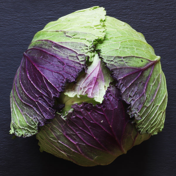 Violaceo di Verona Cabbage