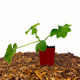 Rugosa Friulana Zucchini
