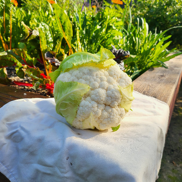 Skywalker Cauliflower
