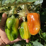 Candy Cane Chocolate Cherry Pepper