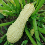 Rugosa Friulana Zucchini