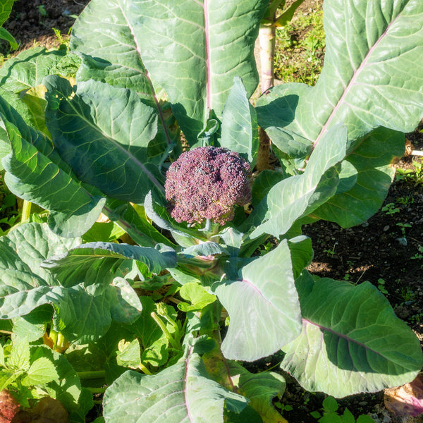 Purple Magic Broccoli