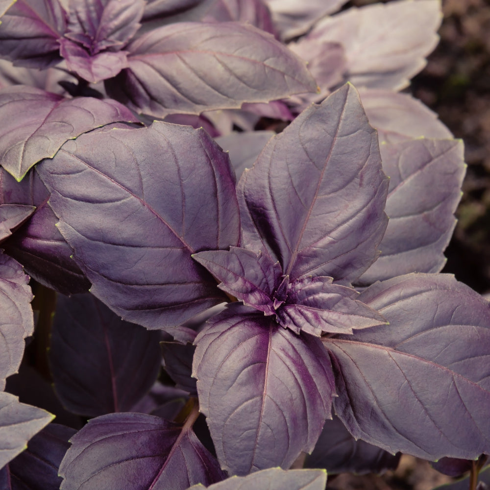 Red Rubin Basil – Revival Roots Nursery