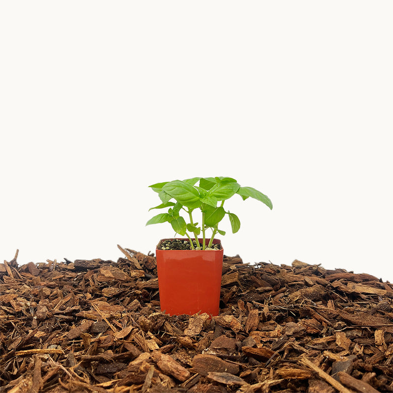 Italian Large Leaf Basil