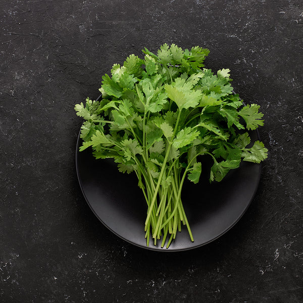 Cilantro