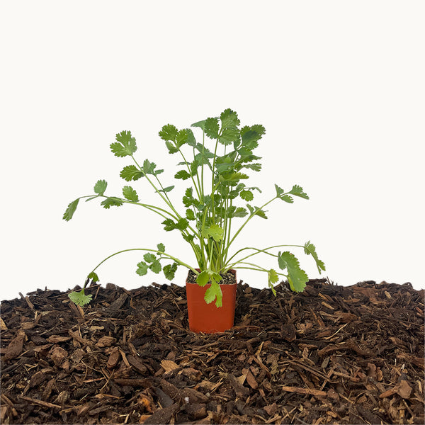 Cilantro