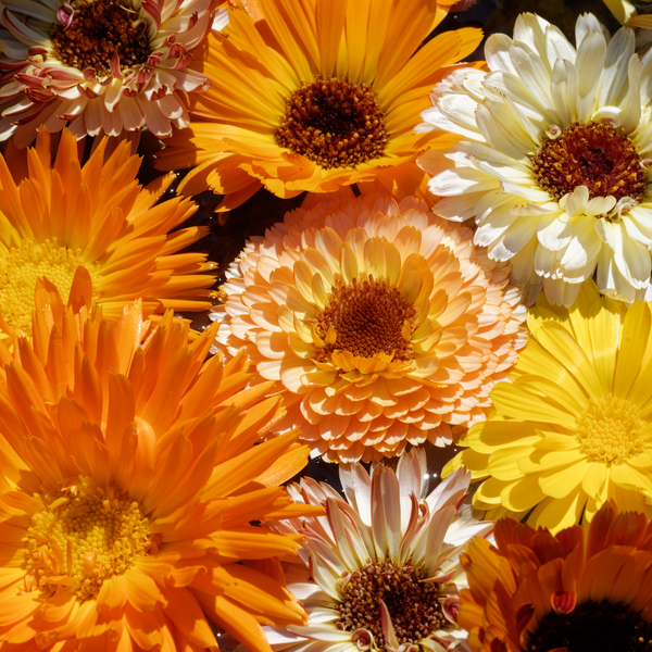 Flashback Calendula