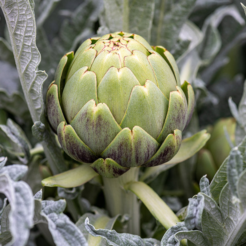 Green Globe Artichoke