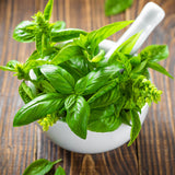 Italian Large Leaf Basil