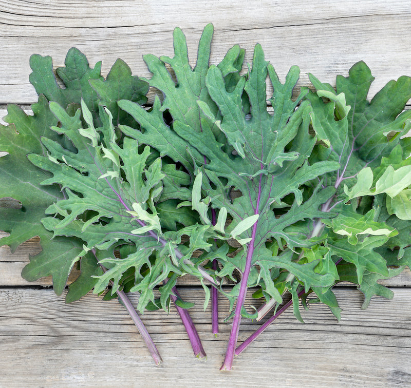 Red Russian Kale