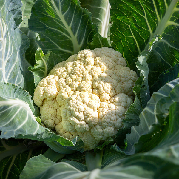 Snowball Cauliflower