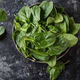 Seaside Spinach