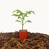 Black Krim Tomato