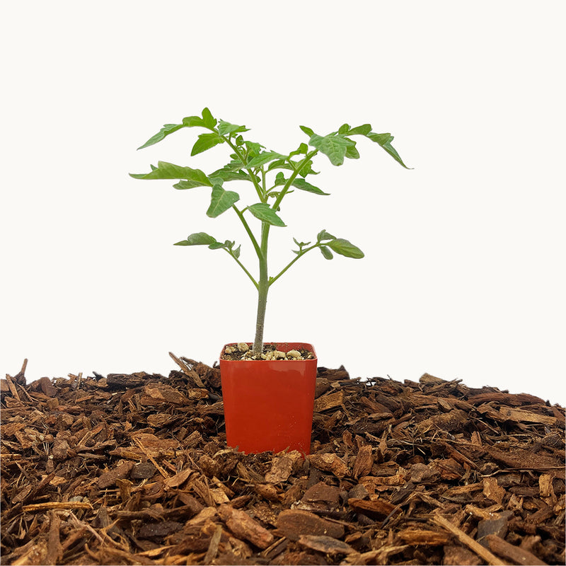 Black Krim Tomato