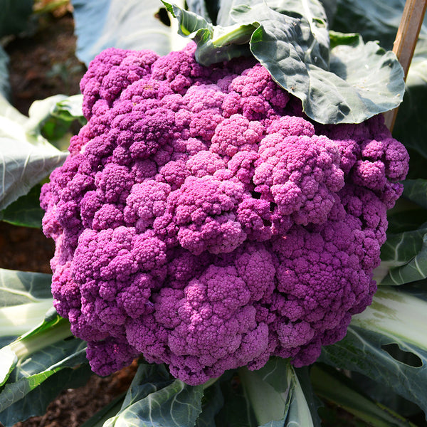 Purple Moon Cauliflower
